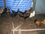 พ่อแม่พันธุ์ไก่ดำ และไก่ชีท่าพระ